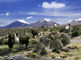 Llamas Grazing in Sajama National Park with the Twins, the Volcanoes of Parinacota and Pomerata in  Photographic Print by Mark Chivers