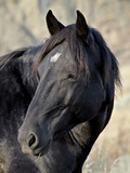 Wild Horse (Equus Caballus), Theodore Roosevelt National Park, North Dakota, United States of Ameri Photographic Print by James Hager