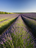 Lavender Fields, Provence, France, Europe Photographic Print by Ben Pipe
