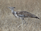Kori Bustard (Ardeotis Kori), Kruger National Park, South Africa, Africa Photographic Print by James Hager