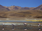 Flamingos Drinking in a Lagoon, South West Bolivia, South America Photographic Print by Simon Montgomery