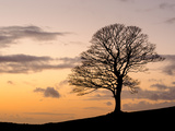 Bare Winter Tree at Sunset, the Roaches, Staffordshire, Peak District National Park, England, Unite Photographic Print by Chris Hepburn
