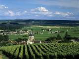 Champagne Vineyards, Ville-Dommange, Near Reims, Champagne, France, Europe Photographic Print by Stuart Black