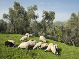 Sheep in Olive Grove, Patsos, Rethimnon (Rethymno) Region, Crete, Greek Islands, Greece, Europe Photographic Print by Stuart Black