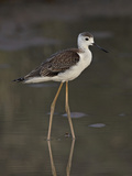 Immature Black-Winged Stilt (Himantopus Himantopus), Kgalagadi Transfrontier Park, Encompassing For Photographic Print by James Hager