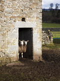 Two Sheep in a Field Barn Near Aysgarth, Yorkshire Dales, England, United Kingdom, Europe Photographic Print by Mark Sunderland