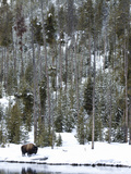 Bison (Bison Bison) Standing on Snowy Riverbank, Yellowstone National Park, UNESCO World Heritage S Photographic Print by Kimberly Walker
