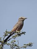 Rufus-Crowned Roller (Purple Roller) (Coracias Naevia), Kgalagadi Transfrontier Park, Encompassing  Photographie par James Hager
