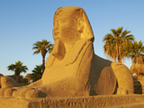 Sphinx Path, Temple of Luxor, Thebes, UNESCO World Heritage Site, Egypt, North Africa, Africa Photographic Print by  Tuul