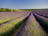 Lavender Fields, Provence, France, Europe Photographic Print by Ben Pipe