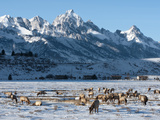 Elk (Cervus Canadensis) with Antlers, Snow-Covered Teton Mountains in the Background, Elk Wildlife  Photographic Print by Kimberly Walker