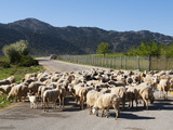 Sheep on Road, Omalos Plain, Chania Region, Crete, Greek Islands, Greece, Europe Photographic Print by Stuart Black