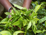 Tea, Tea Plantations, Munnar, Kerala, India Photographic Print by  Tuul