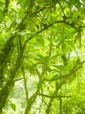 Rainforest Habitat at Trafalgar Falls, Morne Trois Pitons National Park, UNESCO World Heritage Site Photographie par Kim Walker