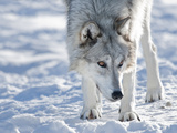 Alaskan Tundra Wolf (Canis Lupus Tundrarum) in Winter, Grizzly and Wolf Discovery Center, West Yell Photographic Print by Kimberly Walker