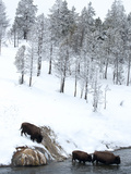American Bison (Bison Bison) Crossing a River in Yellowstone National Park in Winter, UNESCO World  Photographic Print by Kimberly Walker