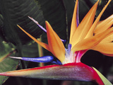 Bird of Paradise, Maui, Hawaii, USA Photographic Print by Julie Eggers