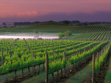 Sunrise in Distant Fog, Carnaros, Napa Valley, California, USA Photographic Print by Janis Miglavs