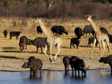 Giraffe and Cape Buffalo Drinking at Nyamandlove Pan, Hwange National Park, Zimbabwe Photographic Print by William Sutton
