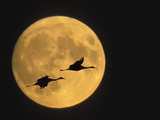 Sandhill Cranes Flying in Front of Full Moon, Bosque Del Apache National Wildlife Reserve Reprodukcja zdjęcia autor Ellen Anon Sandhill Cranes Flying in Front of Full Moon, Bosque Del Apache National Wildlife Reserve Reprodukcja zdjęcia autor Ellen Anon