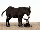 Wild Burro (Donkey) (Equus Asinus) (Equus Africanus Asinus) Jenny Biting its Foal's Ear, Custer Sta Photographic Print by James Hager