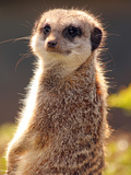 Meerkat (Suricata Suricatta), a Small Mammal Belonging to the Mongoose Family, from the Kalahari De Photographie par Raj Kamal