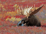 Bull Moose in Denali National Park, Alaska, USA Photographie par Dee Ann Pederson
