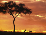 Gazelle Grazing Under Acacia Tree at Sunset, Maasai Mara, Kenya Photographie par John & Lisa Merrill