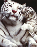 Tigres blancs Posters