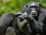 Chimpanzee Grooming Another While Resting in Clearing, Kibale Forest Reserve, Uganda Fotografisk tryk af Paul Souders