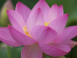 Perry's Water Garden, Lotus Blossom, Franklin, North Carolina, USA Fotografie-Druck von Joanne Wells