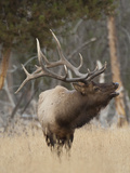 Elk Bugling, Yellowstone National Park, Wyoming, Usa Photographic Print by Daniel Schreiber