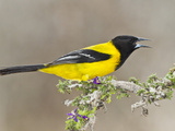Audubon's Oriole (Icterus Graduacauda) Adult Perched, Starr Co., Texas, Usa Photographie par Larry Ditto