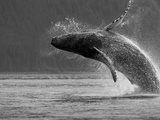 Humpback Whale Breaching, Chatham Strait, Angoon, Tongass National Forest, Alaska, Usa Photographic Print by Paul Souders