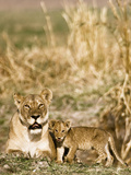 Lioness and Cub Playing in the Late Afternoon, Katavi, Tanzania Photographic Print by Daniel Schreiber