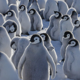 Emperor Penguin (Aptenodytes Forsteri) Chicks on Ice, Snow Hill Island, Antarctica Photographic Print by Keren Su
