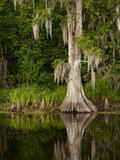 Cypress Reflected in Bayou Along Highway 61 on Stormy Summer Afternoon, New Orleans, Louisiana, Usa Photographic Print by Paul Souders