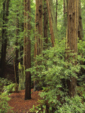 Muir Woods National Monument, Redwood Forest, California, Usa Photographic Print by Gerry Reynolds