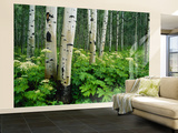 Cow Parsnip Growing in Aspen Grove, White River National Forest, Colorado, Usa Wall Mural – Large by Adam Jones