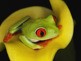Red-Eyed Tree Frog, Agalychnis Callidryas Photographic Print by Adam Jones