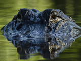 American Alligator (Alligator Mississippiensis), Okefenokee National Wildlife Refuge, Florida, Usa Photographic Print by Pete Oxford