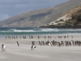 Magellanic Penguins on Sandy Beach, Saunders Island, Falkland Islands, South Atlantic Photographic Print by Bill Young