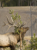 Male Elk Rubbing Antlers on Evergreen Tree, Yellowstone National Park, Wyoming, Usa Photographic Print by Daniel Schreiber
