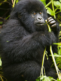 Mountain Gorilla of the Umubano Group at Volcanoes Np in the Virungas Feeds on Wild Celery, Rwanda Photographic Print by Ralph H. Bendjebar