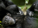 Chimpanzees (Pan Troglodytes) Resting in Rainforest Clearing, , Kibale Forest Reserve, Uganda Fotografisk tryk af Paul Souders