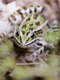 Northern Leopard Frog, Rana Pipiens, Ontario, Canada Photographic Print by Paul Colangelo