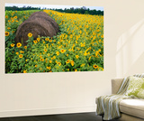 Hay Bale in Sunflowers Field, Bluegrass Region, Kentucky, Usa Wall Mural by Adam Jones