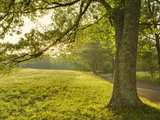 Single Tree at Sunrise, Cades Cove, Great Smoky Mountains National Park, Tennessee, Usa Photographic Print by Adam Jones