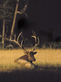 Bull Elk Resting Along Madison River, Cervus Elaphus Nelsoni, Yellowstone National Park, Wyoming Photographic Print by Maresa Pryor