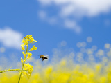 Bee and Field Mustard, Brassica Campestris, Lafayette Reservoir, Lafayette, California, Usa Photographic Print by Paul Colangelo